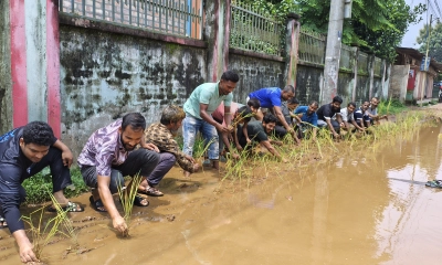 ঠাকুরগাঁওয়ে চলাচলের অযোগ্য হয়ে পড়া সড়কে ধানের চারা রোপণ করে অভিনব প্রতিবাদ জানান স্থানীয়রা। ছবি- রূপালী বাংলাদেশ