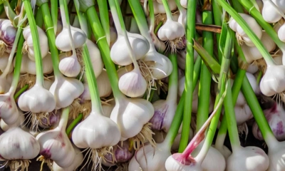 কোথা থেকে কীভাবে এল রসুন?
