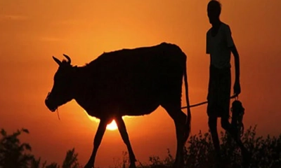 টাঙ্গাইলের মির্জাপুরে কোরবানির গরু চুরি