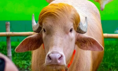 মহিষ ‘ডোনাল্ড ট্রাম্প’কে দেখতে চিড়িয়াখানায় দর্শনার্থীদের ভিড়