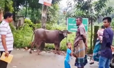মহিষ জবাই করে আর্জেন্টিনার সমর্থকদের ভূরিভোজ
