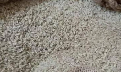 হতদরিদ্র নারীদের দেওয়া হলো পচা চাল
