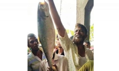 রামগতিতে ৩ কেজির ইলিশ ১০ হাজার টাকায় নিলাম। ছবি- রূপালী বাংলাদেশ