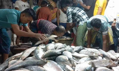 ইলিশের মৌসুম হলেও দামে চড়া, ক্রেতারা হতাশ