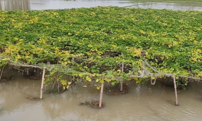 সিরাজগঞ্জে যমুনার পানি দ্রুত বাড়লেও বন্যার আশঙ্কা নেই
