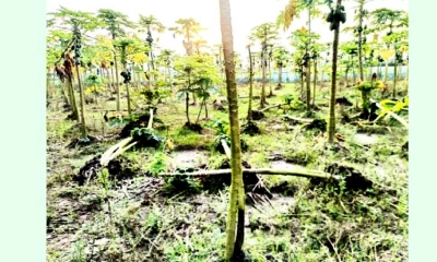 চুয়াডাঙ্গায় বৃষ্টিতে ৮৭২ হেক্টর জমির ফসল ক্ষতিগ্রস্থ