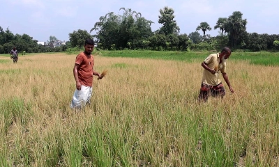 নওগাঁয় ধানক্ষেতে আগাছানাশক স্প্রে, ক্ষতি ৩ লক্ষাধিক টাকা