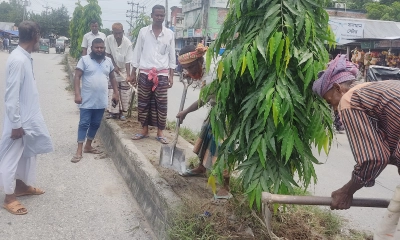 সিরাজগঞ্জে সড়কদ্বীপে আগাছা পরিস্কার