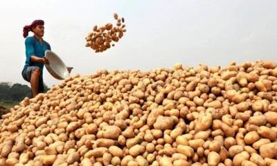আলু কেনার ঘোষণা দিলেও বাস্তবায়নে নেই সরকার