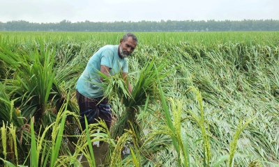 বৃষ্টিতে ডুবল কৃষকের স্বপ্ন, নষ্ট আলু-ধানের ফসল