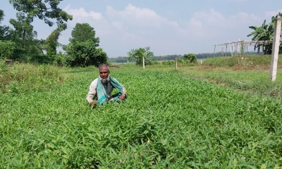 সবজি চাষে শাহজাহানের ভাগ্য বদল