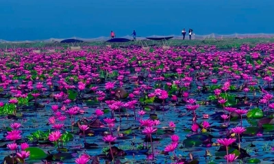 শ্রীমঙ্গলের হাওরের লাল শাপলা মুগ্ধতা ছড়াচ্ছে