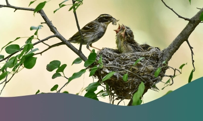পাখিরা যেভাবে নির্বাচন করে