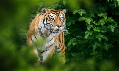 পাতা তুলতে গিয়ে বাঘের হামলায় চার নারীর মৃত্যু
