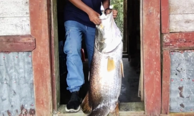 সুন্দরবনে জেলের জালে উঠল ১৭ কেজির কোরাল মাছ