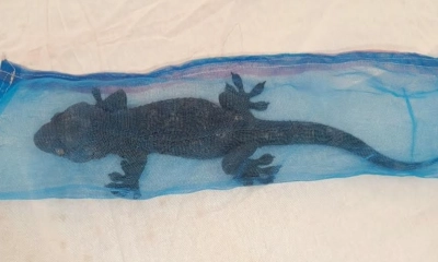 ‘কোটি টাকা’ দামের বিরল তক্ষকসহ পাচারকারী গ্রেপ্তার