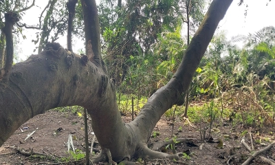 রায়বাড়ির জঙ্গল ভয়ংকর অপরাধীদের আস্তানা, তদন্তের নির্দেশ দিলেন আদালত