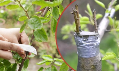 যেভাবে গাছে কলম করবেন