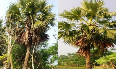 ছবি- রূপালী বাংলাদেশ