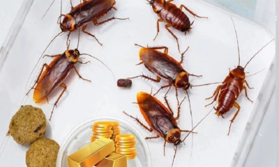 তেলাপোকা তাড়ানোর ঘরোয়া ৩ সহজ উপায়