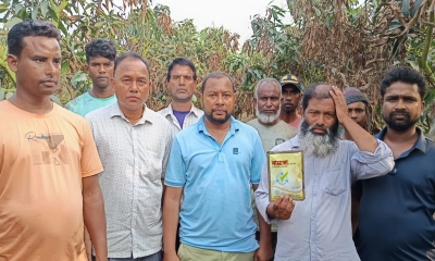 আম বাগানে ভেজাল কীটনাশক, কোটি টাকার ক্ষতি