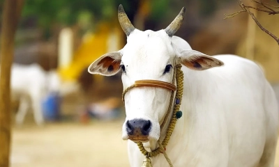 জাতীয় পশুর মর্যাদা পেল গরু, যা জানাল ভারত