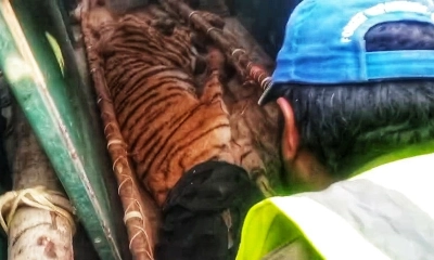 ফাঁদে আটকা পড়া সেই বাঘ উদ্ধার