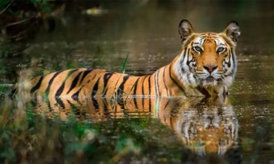 সুন্দরবনে বাঘ। ছবি- সংগৃহীত