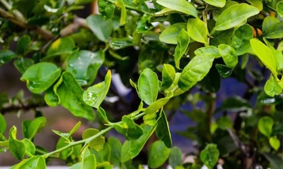 ছবি- সংগৃহীত