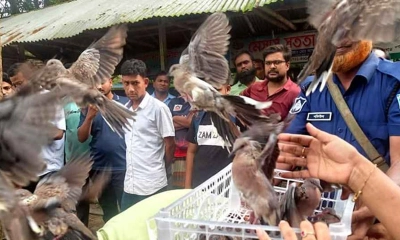 মুক্ত আকাশ পেল ২০০ ঘুঘু