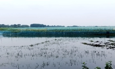 ড্রেন না থাকায় পানিতে ডুবল ৪ হাজার বিঘা জমি