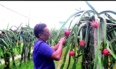 রাজশাহীতে টানা বর্ষণে ড্রাগন চাষিরা বড় লোকসানে