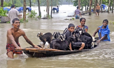 বন্যার সময় গবাদিপশু অন্যত্র সরিয়ে নেওয়ার দৃশ্য। ছবি- সংগৃহীত