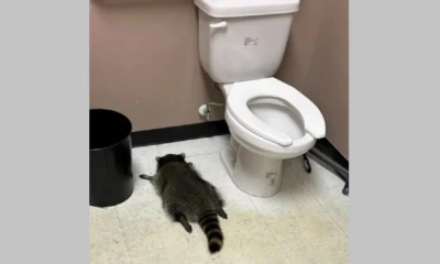 রাতভর মদ খেয়ে মাতলামি র‌্যাকুনের, সকালবেলা পড়ল ধরা