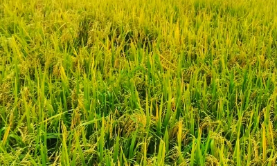ধানের দামে ধস, কাটতে আসছে না শ্রমিকরা