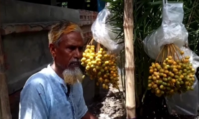 মরিয়ম খেজুর গাছের বাগানে শোকর আলী। ছবি- রূপালী বাংলাদেশ
