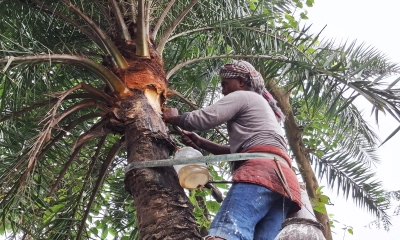 জয়পুরহাটে বছরে ২০০ টন গুড় উৎপাদনের আশা