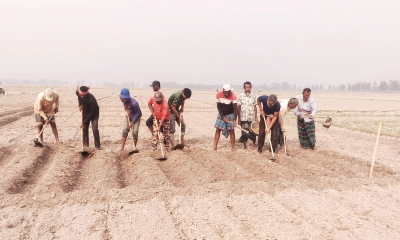 গত বছরের লোকসান তুলতে আলু চাষে ব্যস্ত পাঁচবিবির কৃষকরা