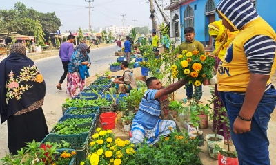 গাছে রঙিন স্বপ্ন, আগ্রহ বাড়ছে ফুলপ্রেমীদের