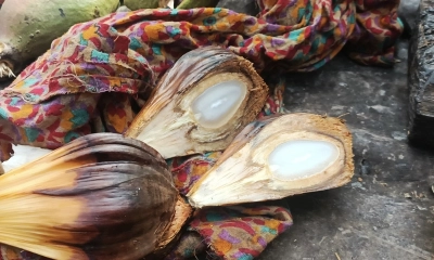 সুন্দরবনের সুস্বাদু ‘গোলফল’-এ মুগ্ধ পর্যটকরা