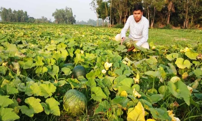 মিষ্টি কুমড়ার বাম্পার ফলনে খুশি নকলার কৃষকরা