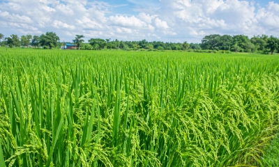 উৎপাদন খরচ দ্বিগুণ, বোরো চাষে অস্বস্তিতে কৃষকরা