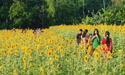 এক হাজার হেক্টর জমিতে সূর্যমুখী চাষ, ২০ কোটি আয়ের সম্ভাবনা