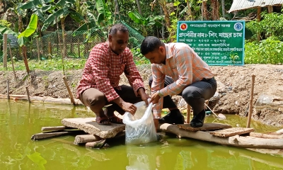 শিং মাছ চাষে সফলতার স্বপ্ন, বদলাচ্ছে প্রান্তিক খামারিদের জীবন