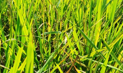 ছবি: রূপালী বাংলাদেশ
