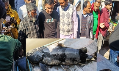 ৭০ কেজির বিরল ‘বাঘা আইর’ দেখতে জনতার ভিড়