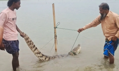 পদ্মায় বড়শিতে ধরা পড়ল কুমির