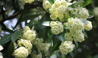 ছাতিম ফুলের সুবাসে ভরে ওঠে মন