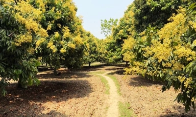 মুকুলে মুকুলে ছেয়ে গেছে পাবনার সব লিচু গাছ
