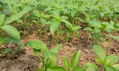 ভালো দামের আশায় পাট চাষে ঝুঁকছে কৃষকরা